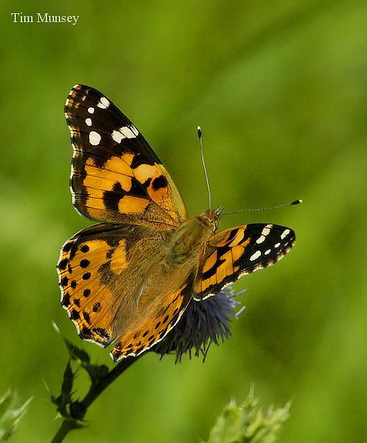 Painted Lady 5 04.jpg